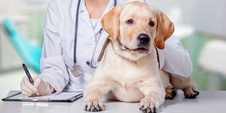 Image of a dog wearing a stethoscope.